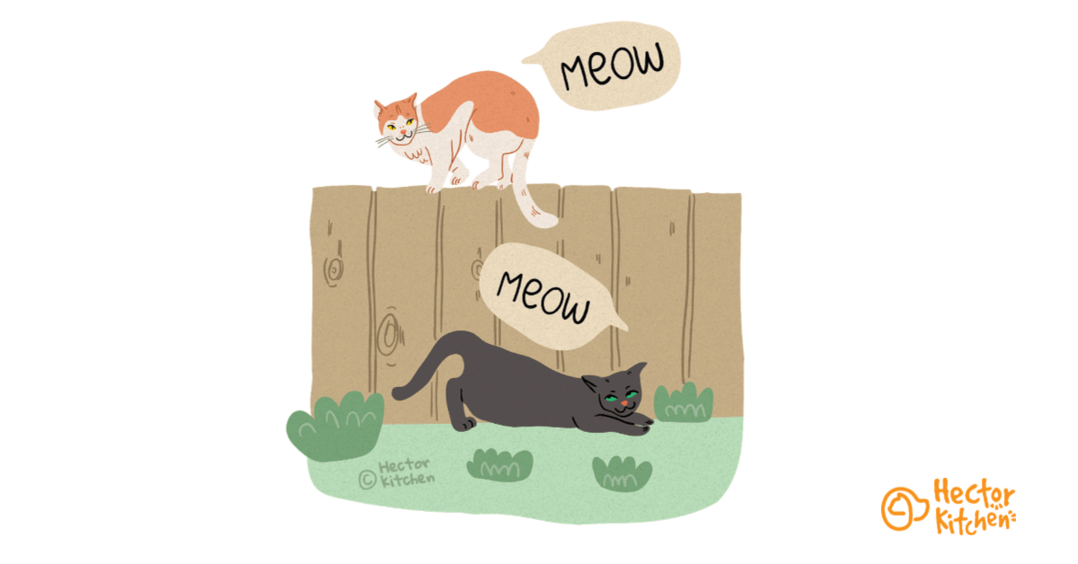 Les chaleurs chez la chatte
