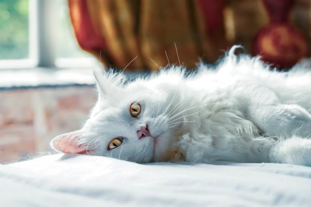chaleur chat femelle