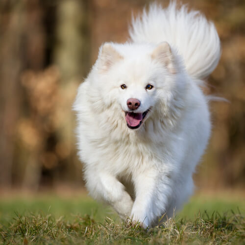 Entretien poils chien