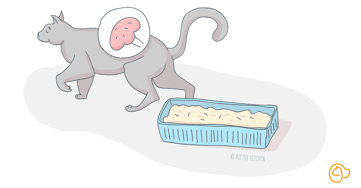 Problèmes rénaux chat