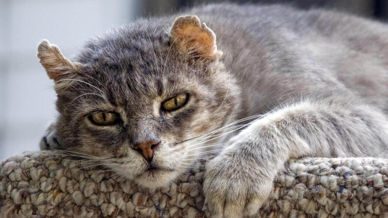 problème de reins chat