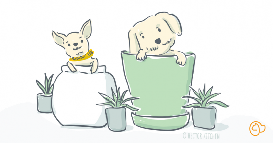 Argile blanche ou verte pour soigner le chien