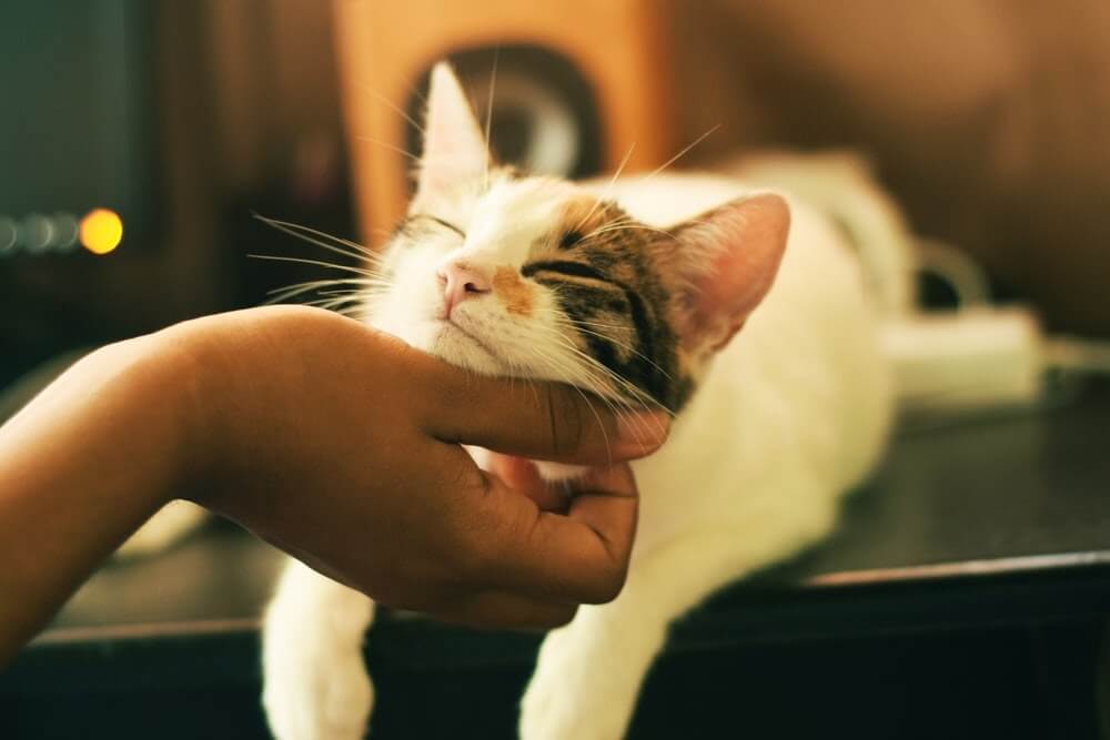 Traitement et prévention tiques chez le chat