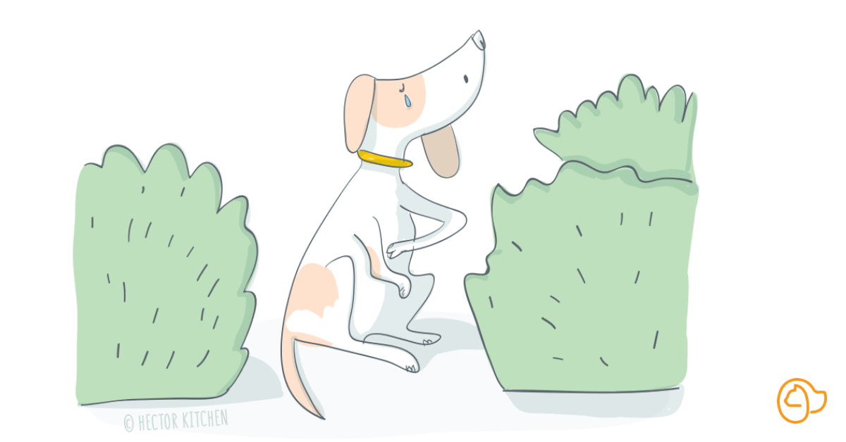 pancréatite chien symptôme