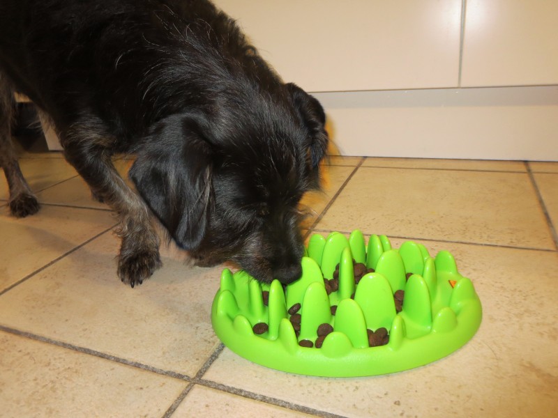 chien mange trop vite