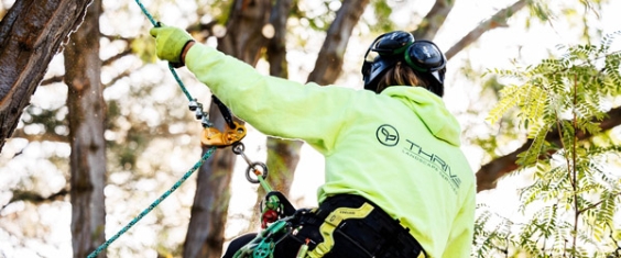 Thrive Landscape Serviceman on top of the tree