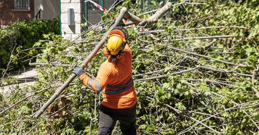Person trimming tree