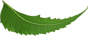 neem leaf