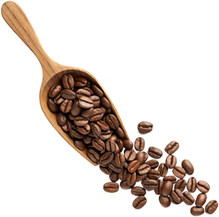 coffee bean