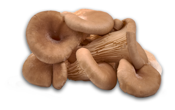 lucuma