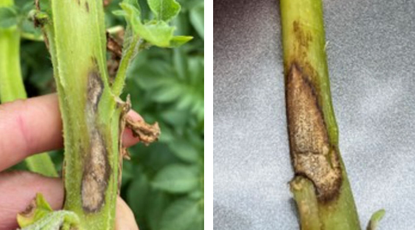 Left: Black dot lesions appear early in the season. Right: Large black dot lesions result in collapsed stems.