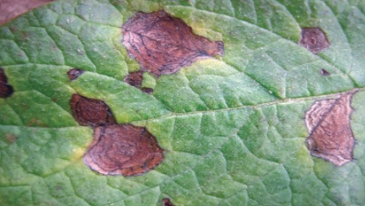 Early blight leaf lesions showing the concentric rings