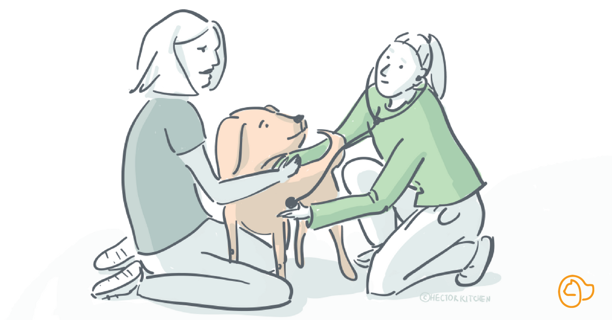 Mon chien a peur chez le vétérinaire