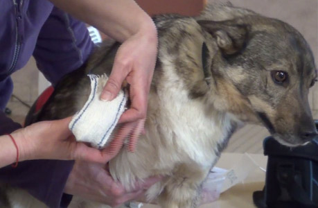 Réduire le stress du chien par le medical training