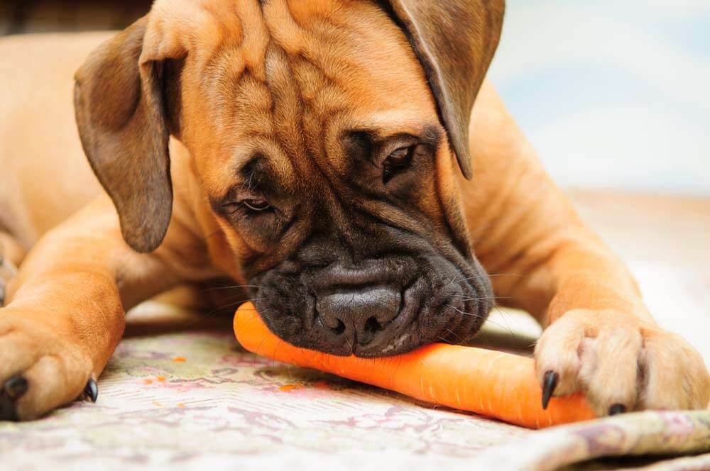 legume-chien-carotte Alt : Aliment bon pour le chien : les légumes