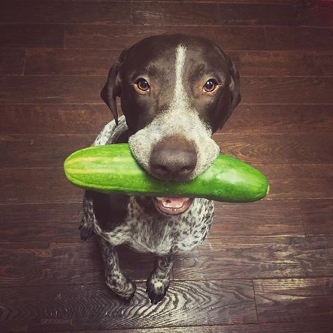 Légumes pour la santé du chien