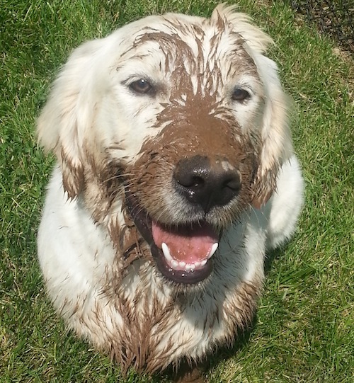 Argile soigner chien