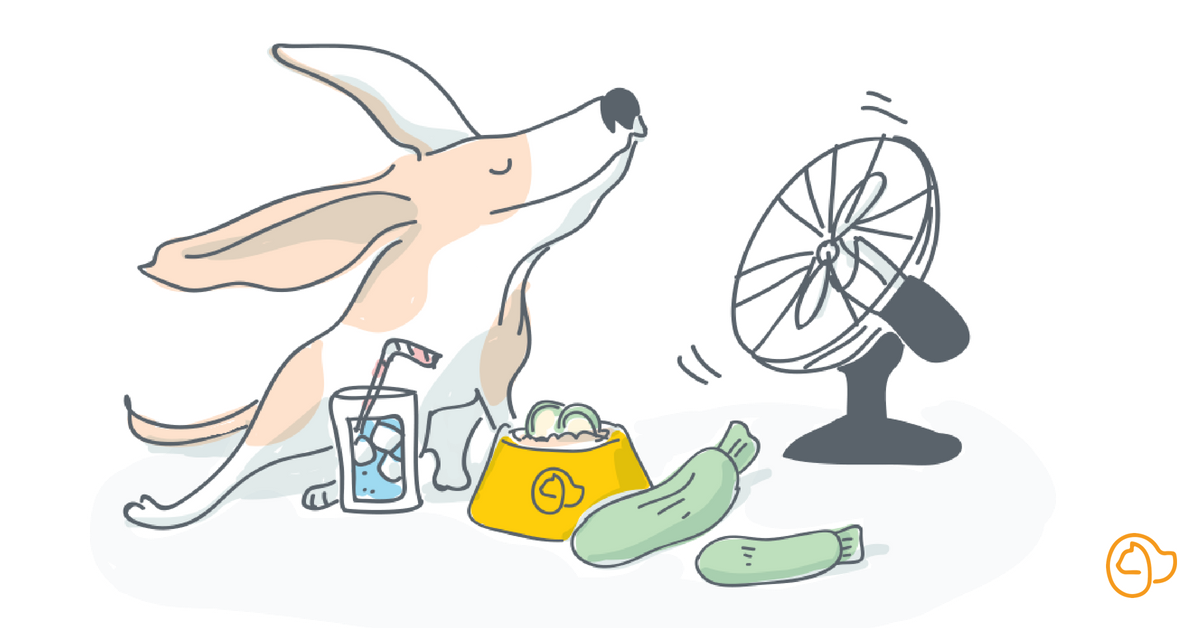 hydrater chien