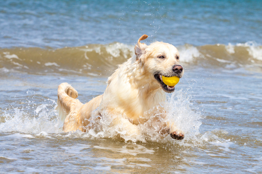 deshydratation chien