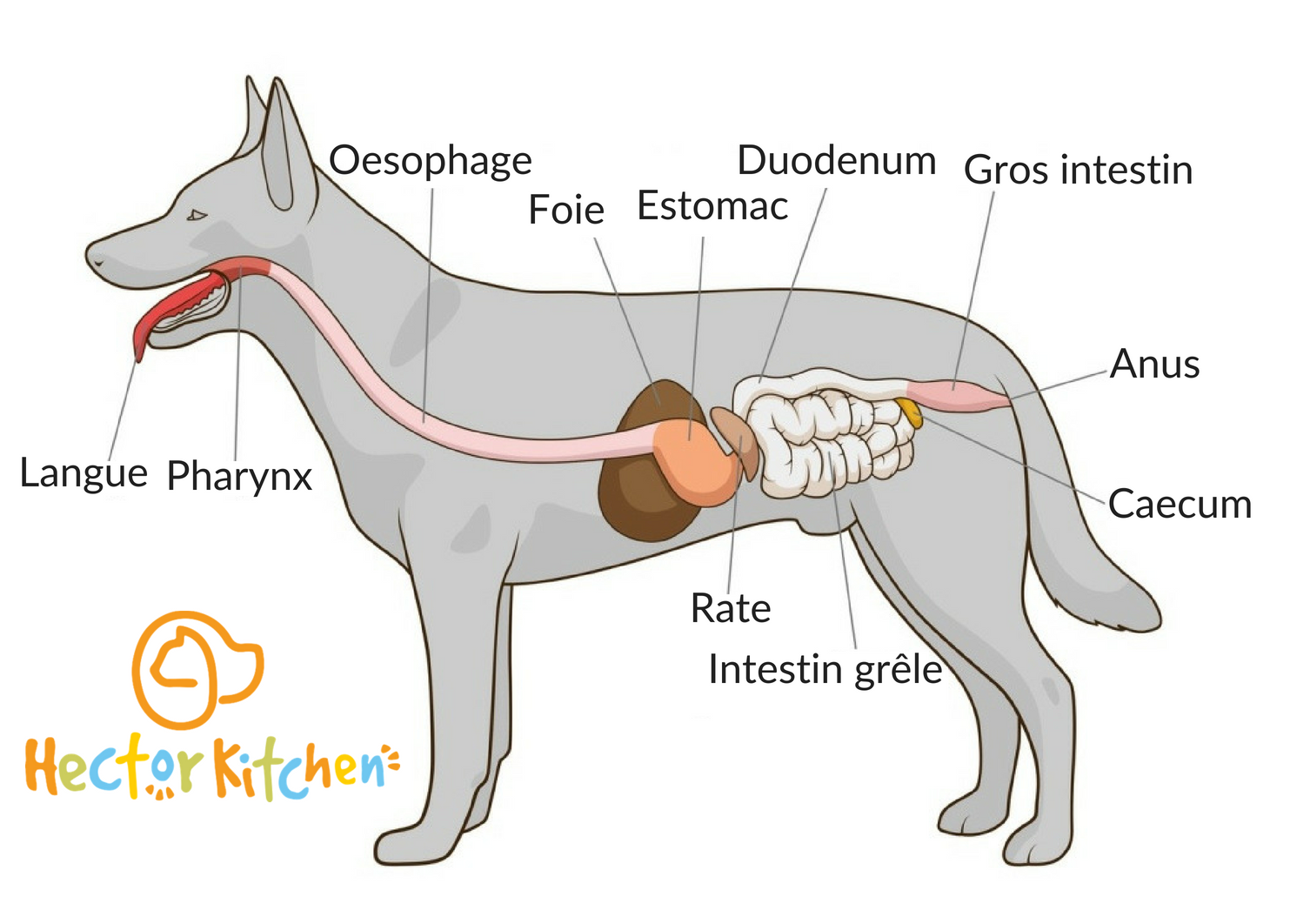 digestion chien