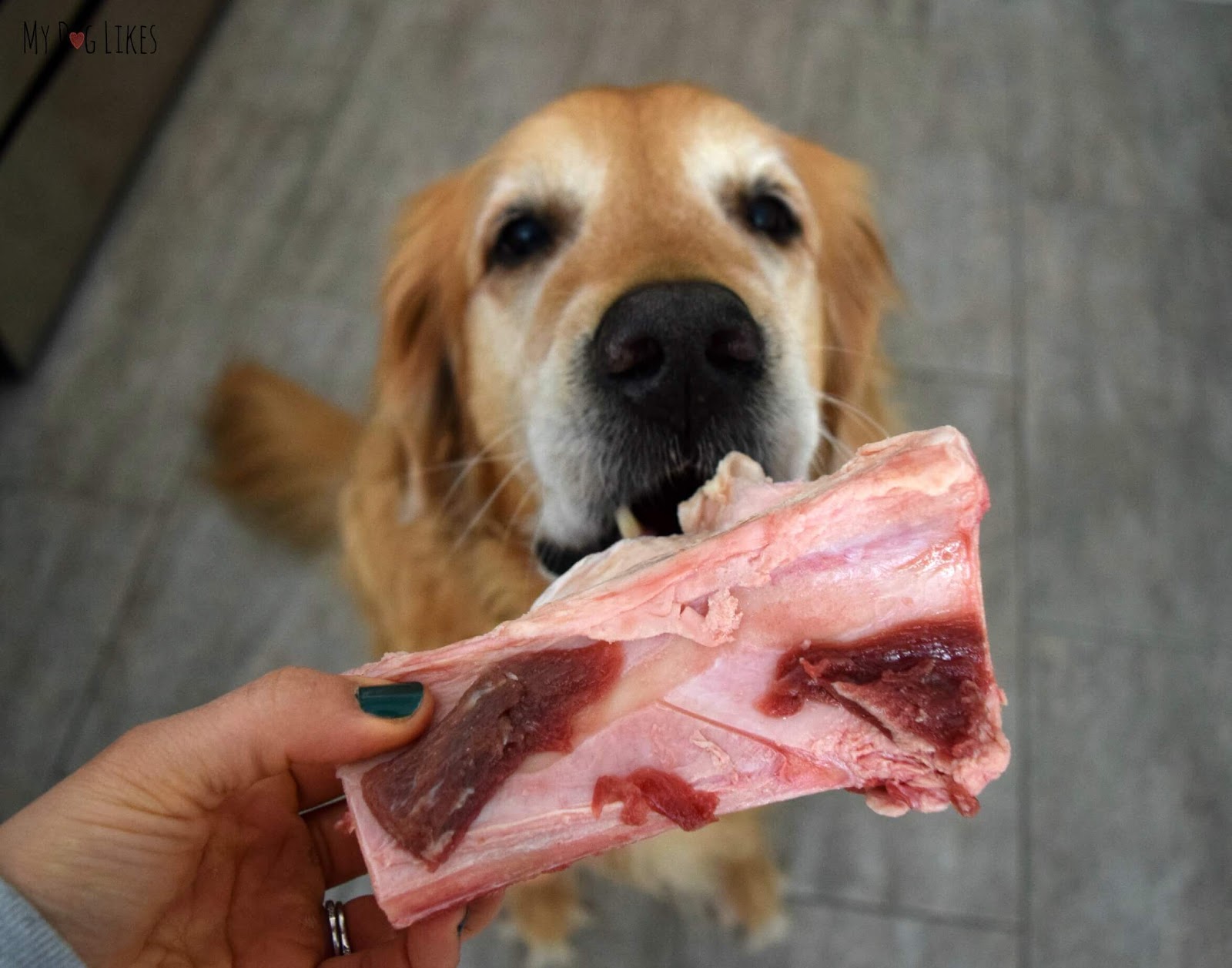 digestion chien