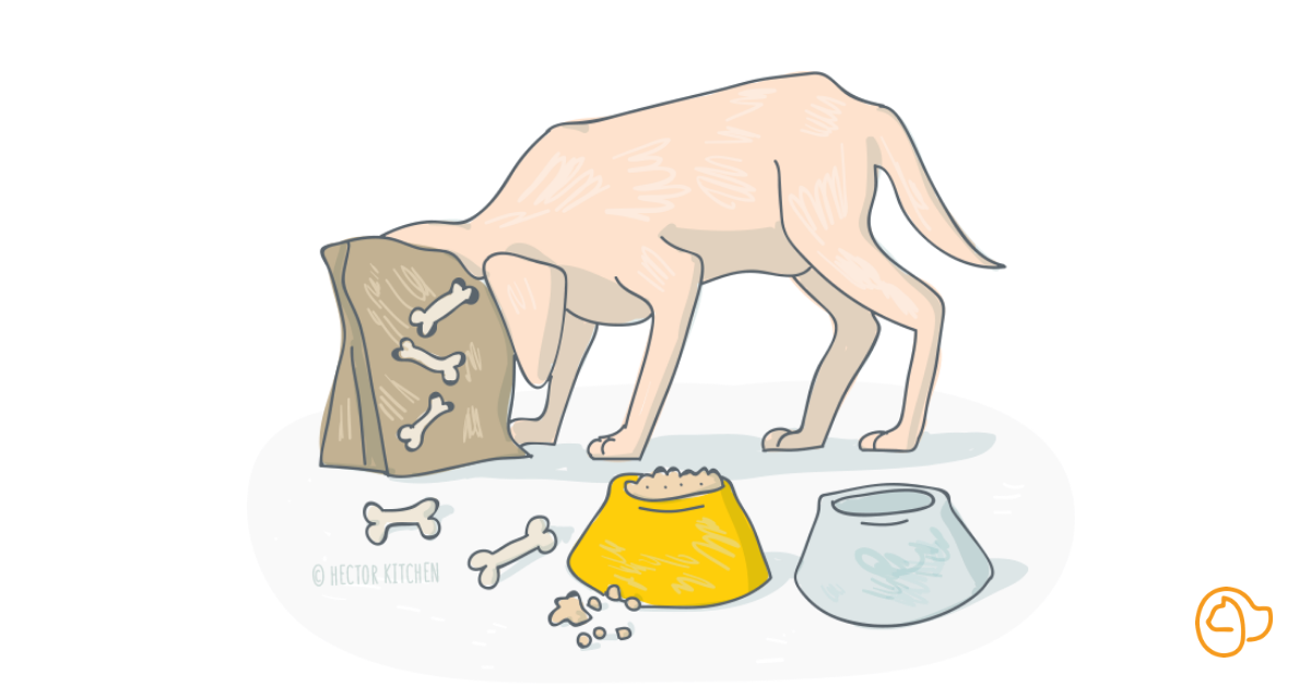 labrador gros
