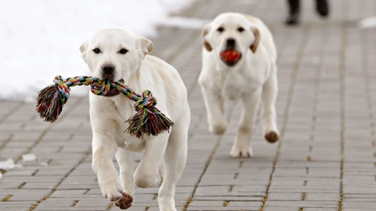 labrador gros