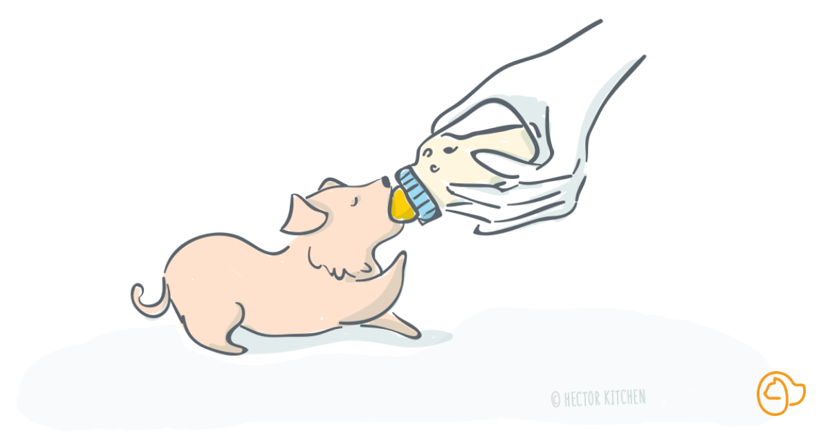 lait chiot