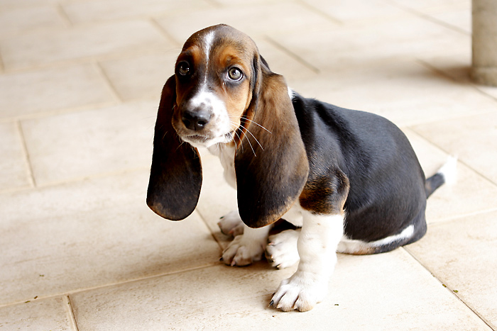 otite du chien