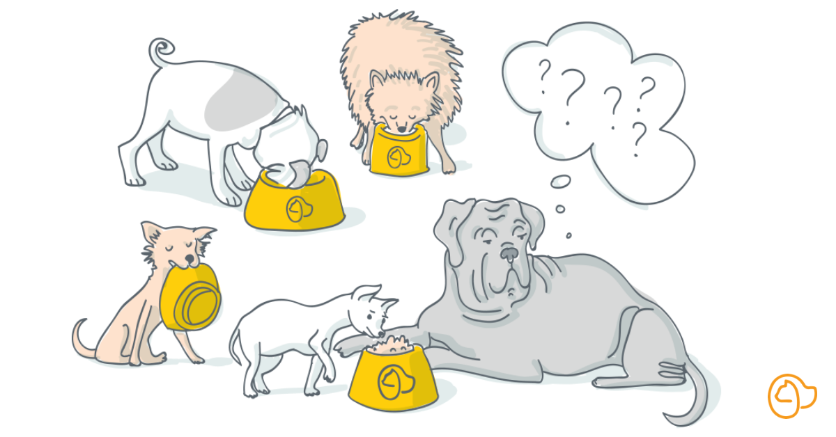 alimentation petit chien