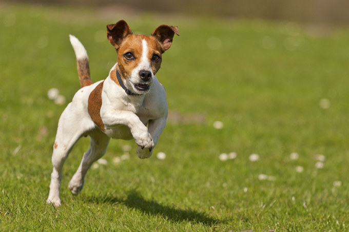 alimentation petit chien