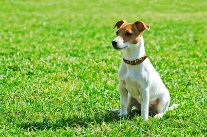 croquettes pour jack russel