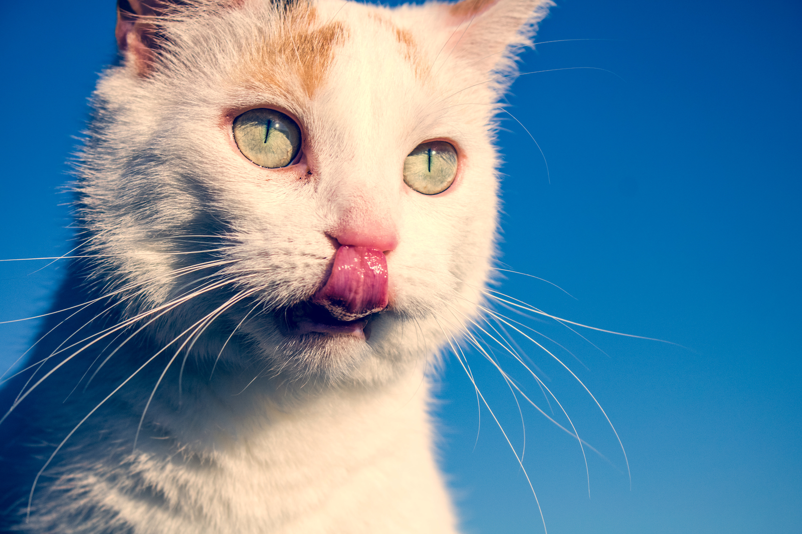 chat difficile alimentation