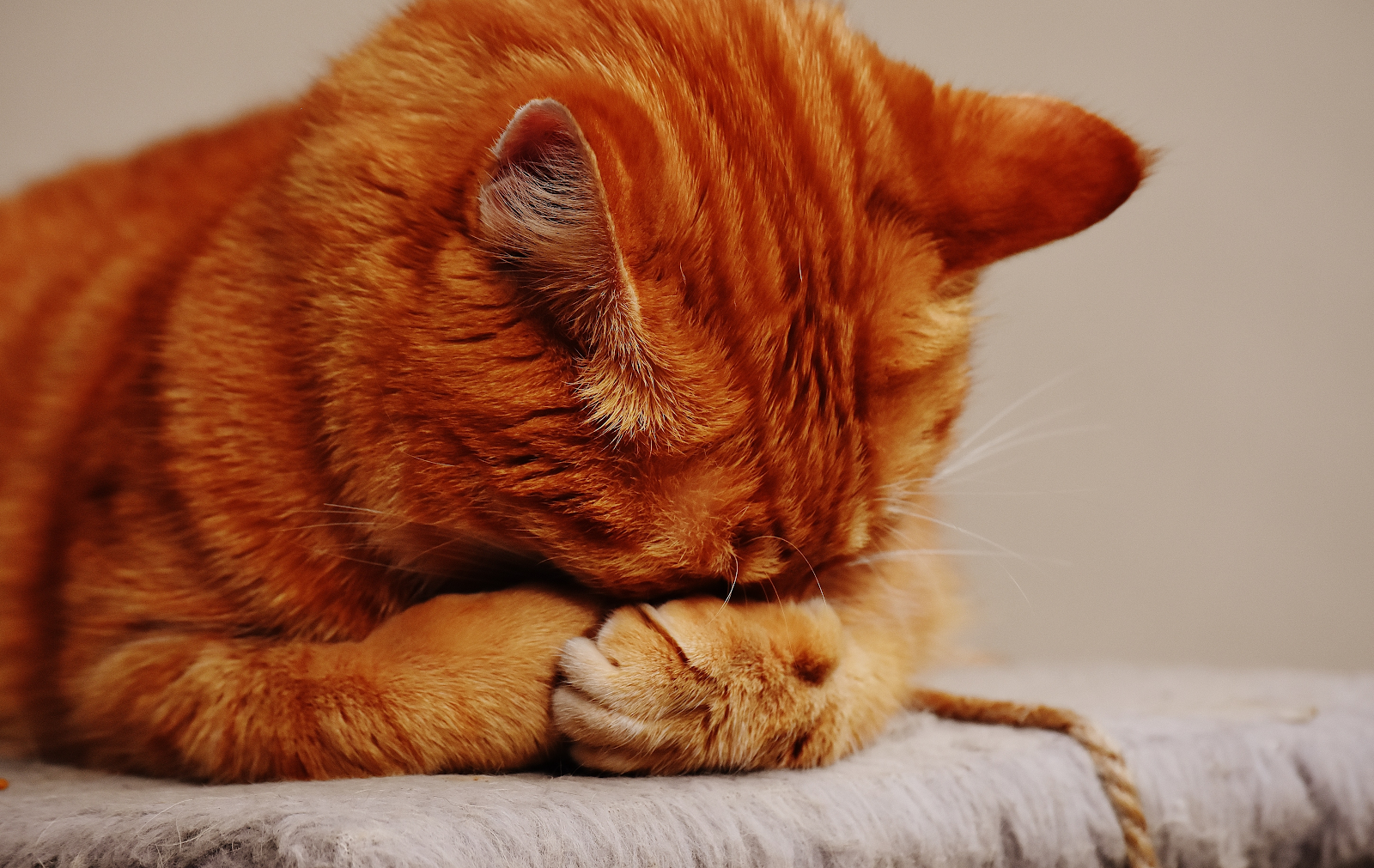 chat difficile nourriture