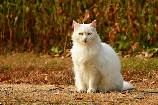 nourrir chat santé