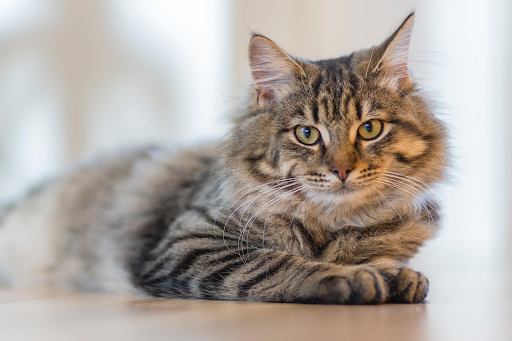 chat bien nourri