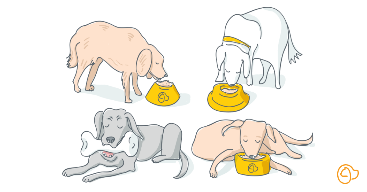 problèmes reins chien