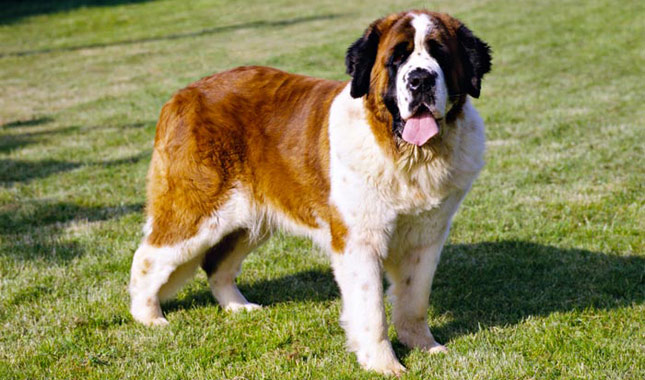 nourrir un grand chien