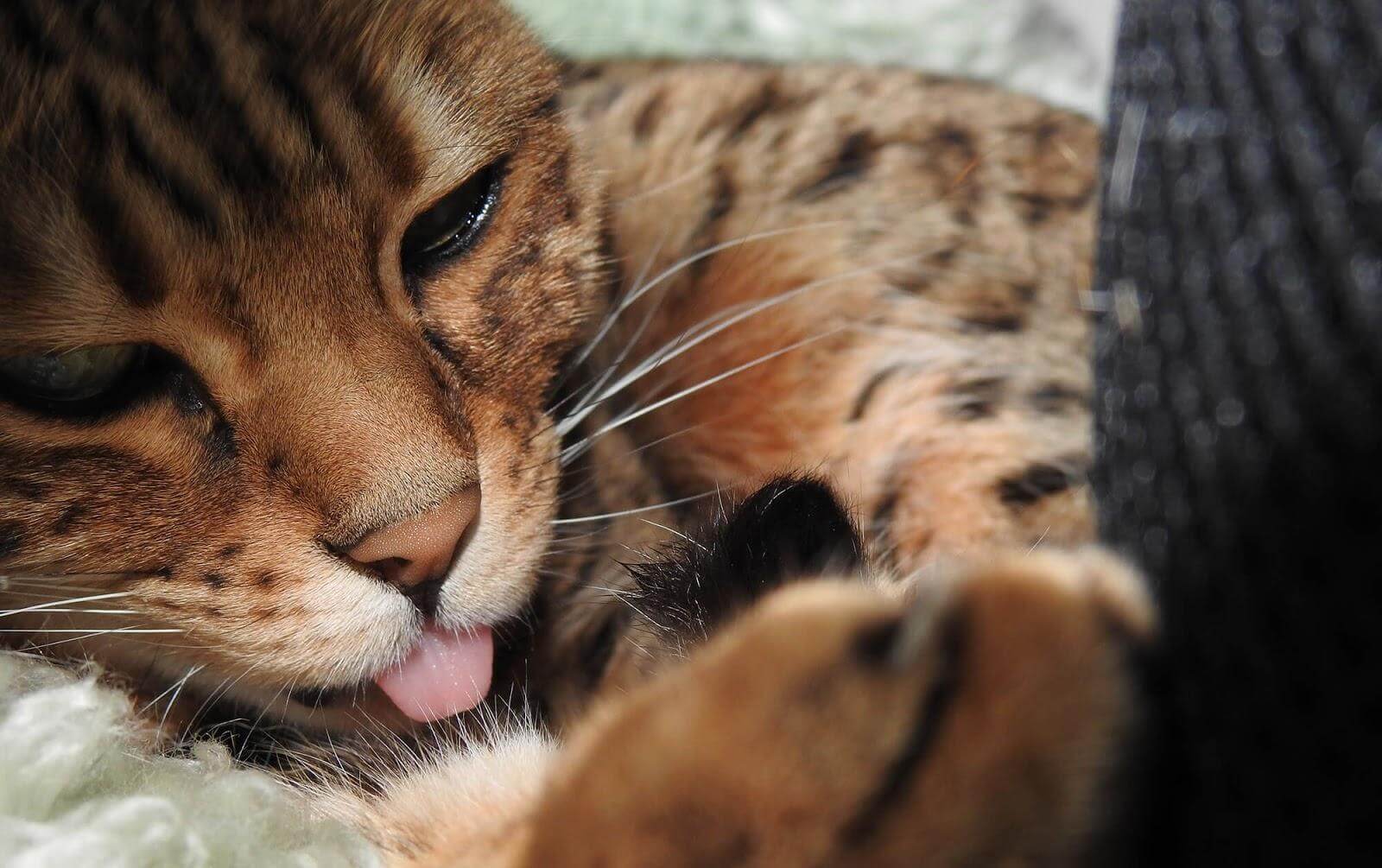 pâtée chat