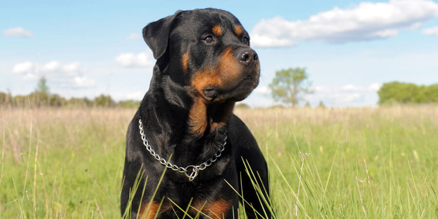 croquettes pour rottweiler