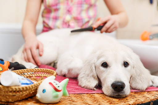 Bien entretenir poil chien
