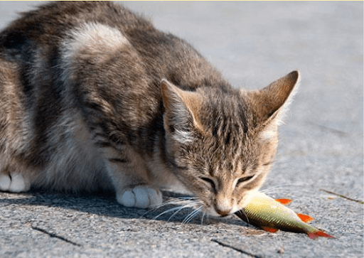 poisson chat comestible ?