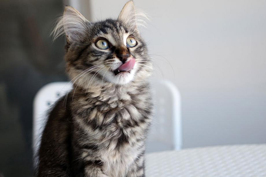 choisir croquettes chat stérilisé