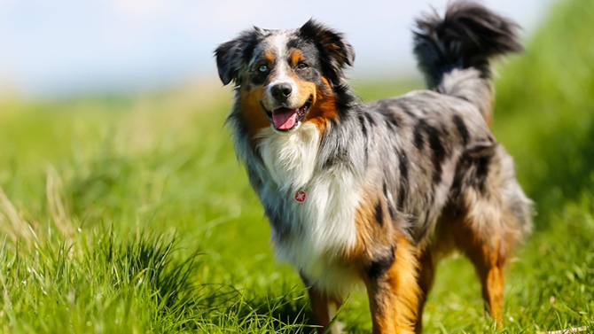 Chien berger australien