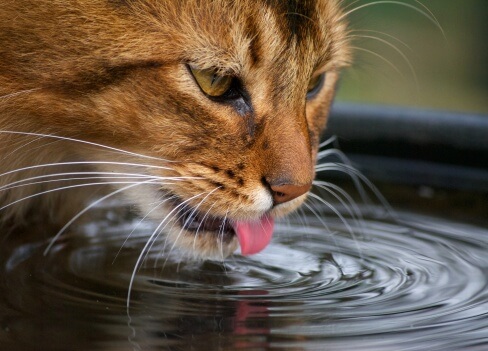 diabète chat diarrhée