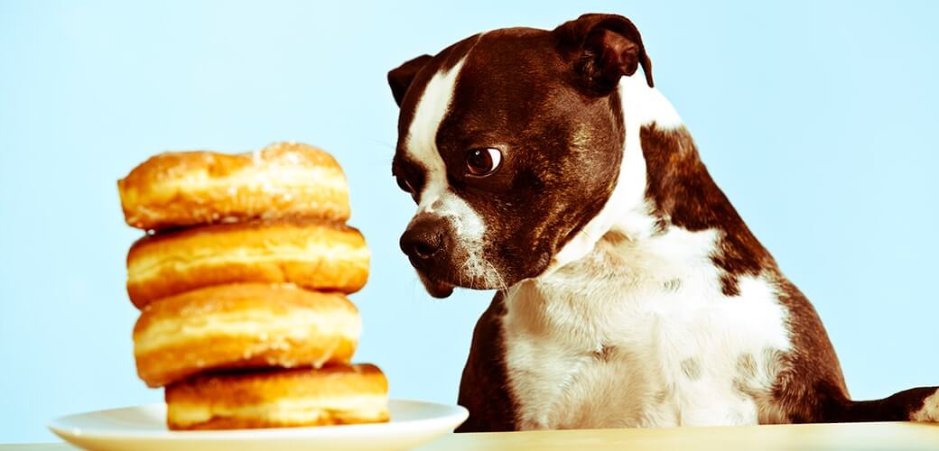 Chien snack