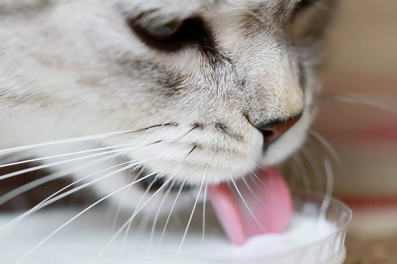 lai bon pour chat ?