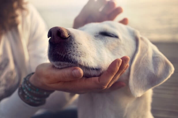 Odorat du chien et alimentation
