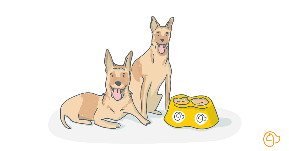 Croquette chien race malinois