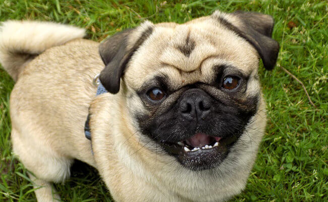 Chien Carlin eleveur